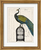 Framed Peacock Birdcage II