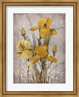 Framed Golden Irises II