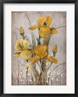 Golden Irises II Framed Print