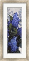 Framed Lilac Spray II