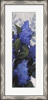 Framed Lilac Spray II