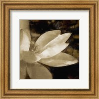 Framed Bronze Lily IV