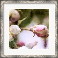 Framed Apple Blossom