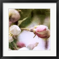 Framed Apple Blossom