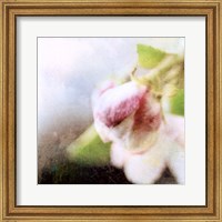 Framed Apple Blossom II