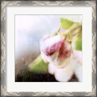 Framed Apple Blossom II