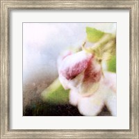 Framed Apple Blossom II