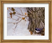 Framed Late Snow Warbler