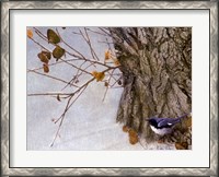 Framed Late Snow Warbler