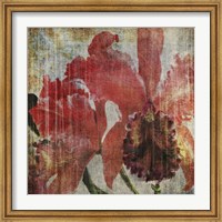 Framed Pacific Orchid I