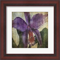 Framed Pacific Orchid II
