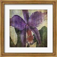 Framed Pacific Orchid II