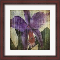 Framed Pacific Orchid II