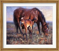 Framed Bay Filly