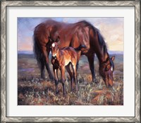 Framed Bay Filly