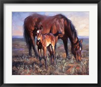 Framed Bay Filly