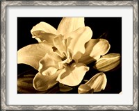 Framed Yvoire Flower I