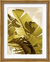 Framed Palm Fronds I