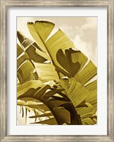 Framed Palm Fronds I