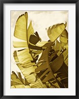 Framed Palm Fronds II