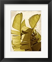 Framed Palm Fronds III