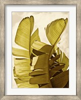 Framed Palm Fronds III