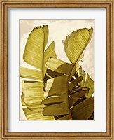 Framed Palm Fronds III