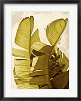 Framed Palm Fronds III