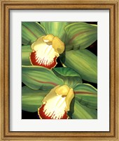 Framed Lime Orchid I