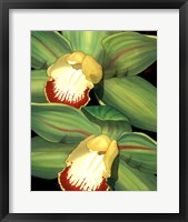 Lime Orchid I Framed Print