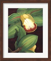 Framed Lime Orchid II