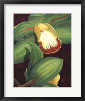 Framed Lime Orchid II