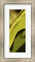 Framed Leaf Detail I