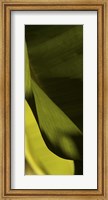 Framed Leaf Detail III