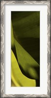 Framed Leaf Detail III