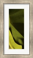 Framed Leaf Detail III