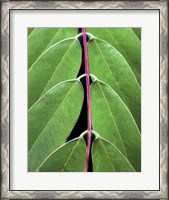 Framed Leaf Design II