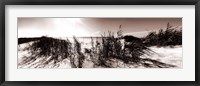 Framed Wind in the Dunes I