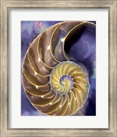 Framed Shell Extraction II