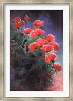 Framed Vibrant Poppies