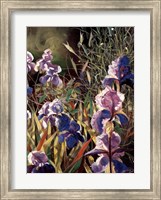 Framed Iris Garden II