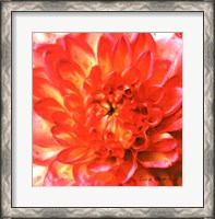 Framed Painterly Flower II