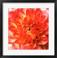 Framed Painterly Flower II