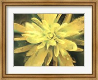 Framed Painterly Flower VII
