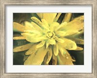 Framed Painterly Flower VII