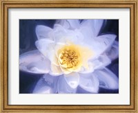 Framed Painterly Flower III