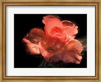 Framed Painterly Flower IV