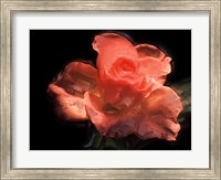 Framed Painterly Flower IV