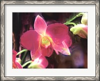 Framed Painterly Flower V