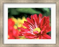 Framed Painterly Flower VI